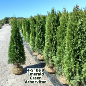September 2022 4-5 B&B Emerald Green Arborvitae